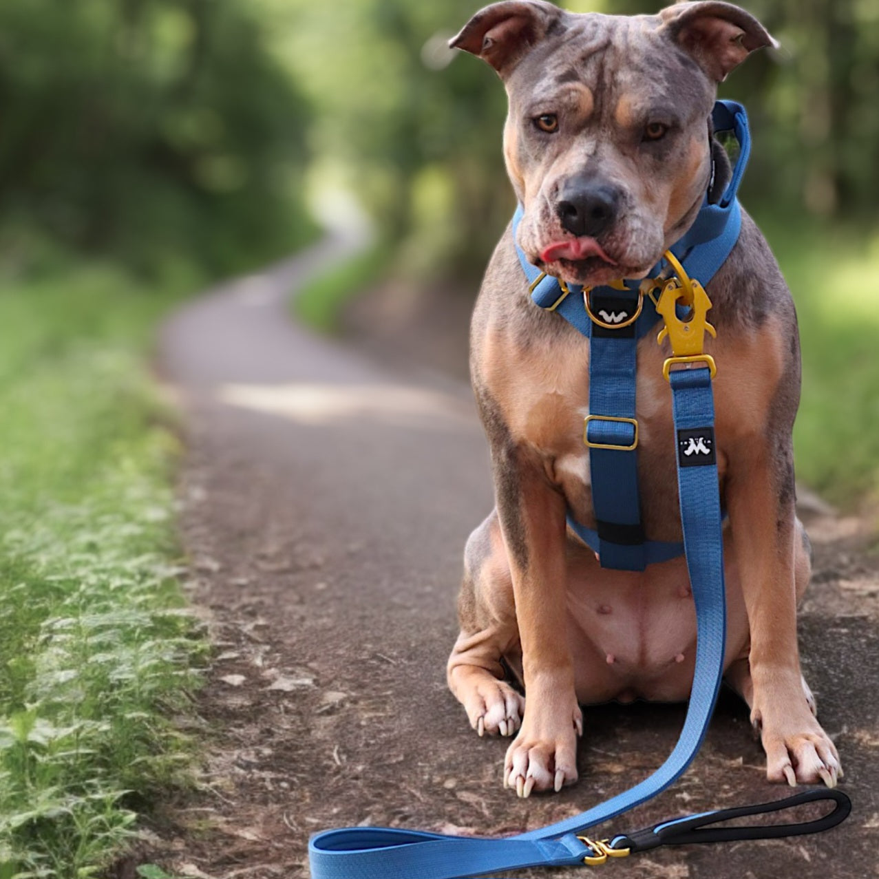 Anti-Pull Utility Harness | Royal Blue