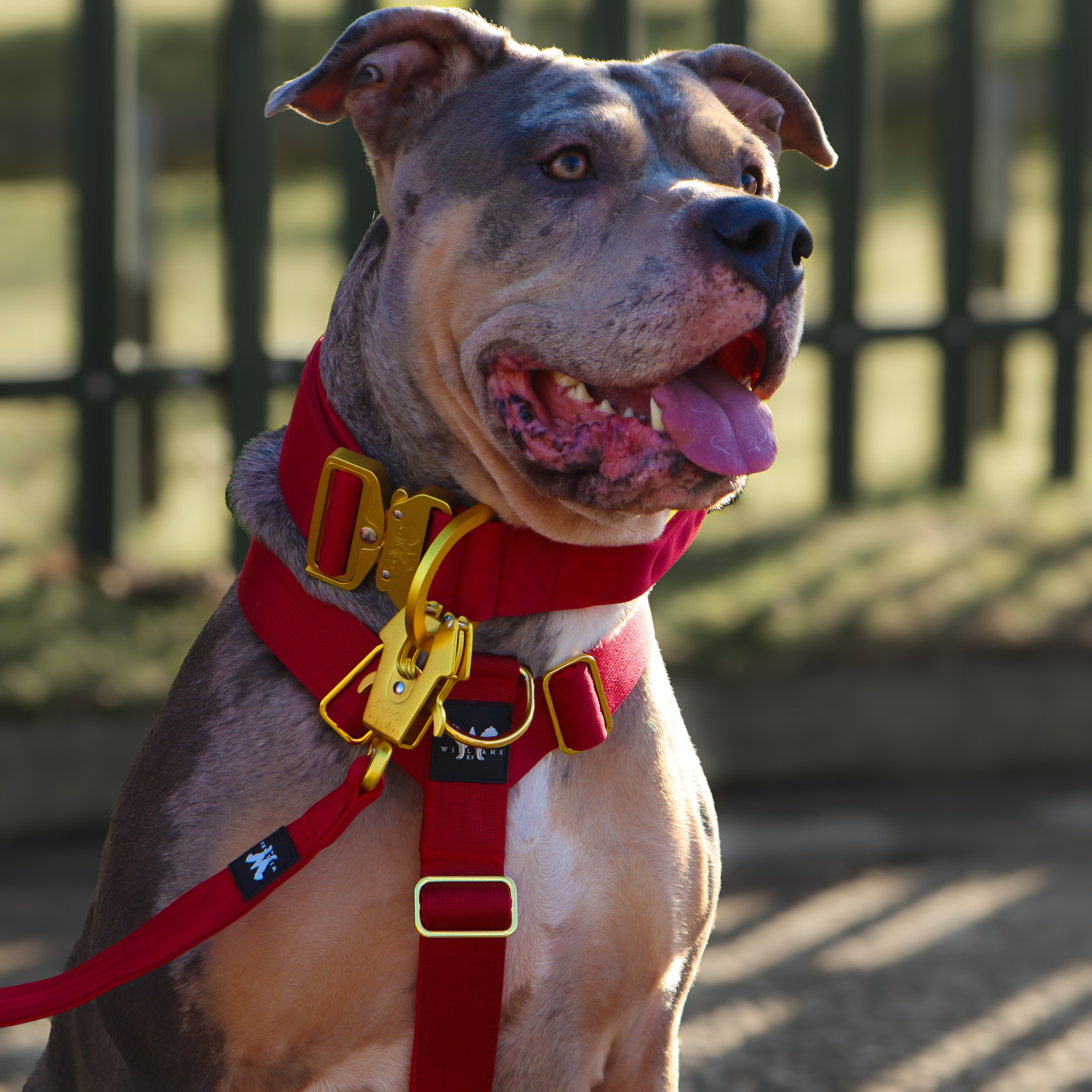 AeroForge 5CM Collar | Cherry Red