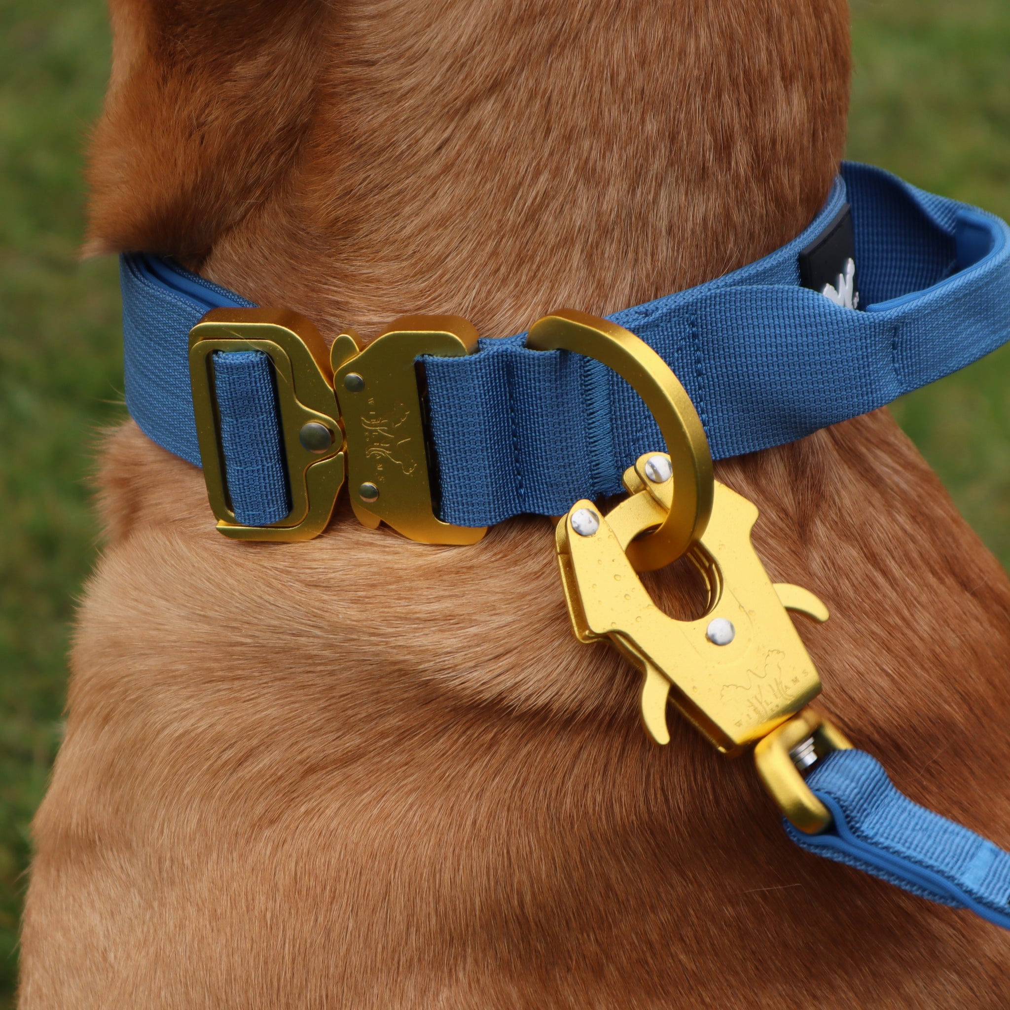 AeroForge 4CM Collar | Royal Blue