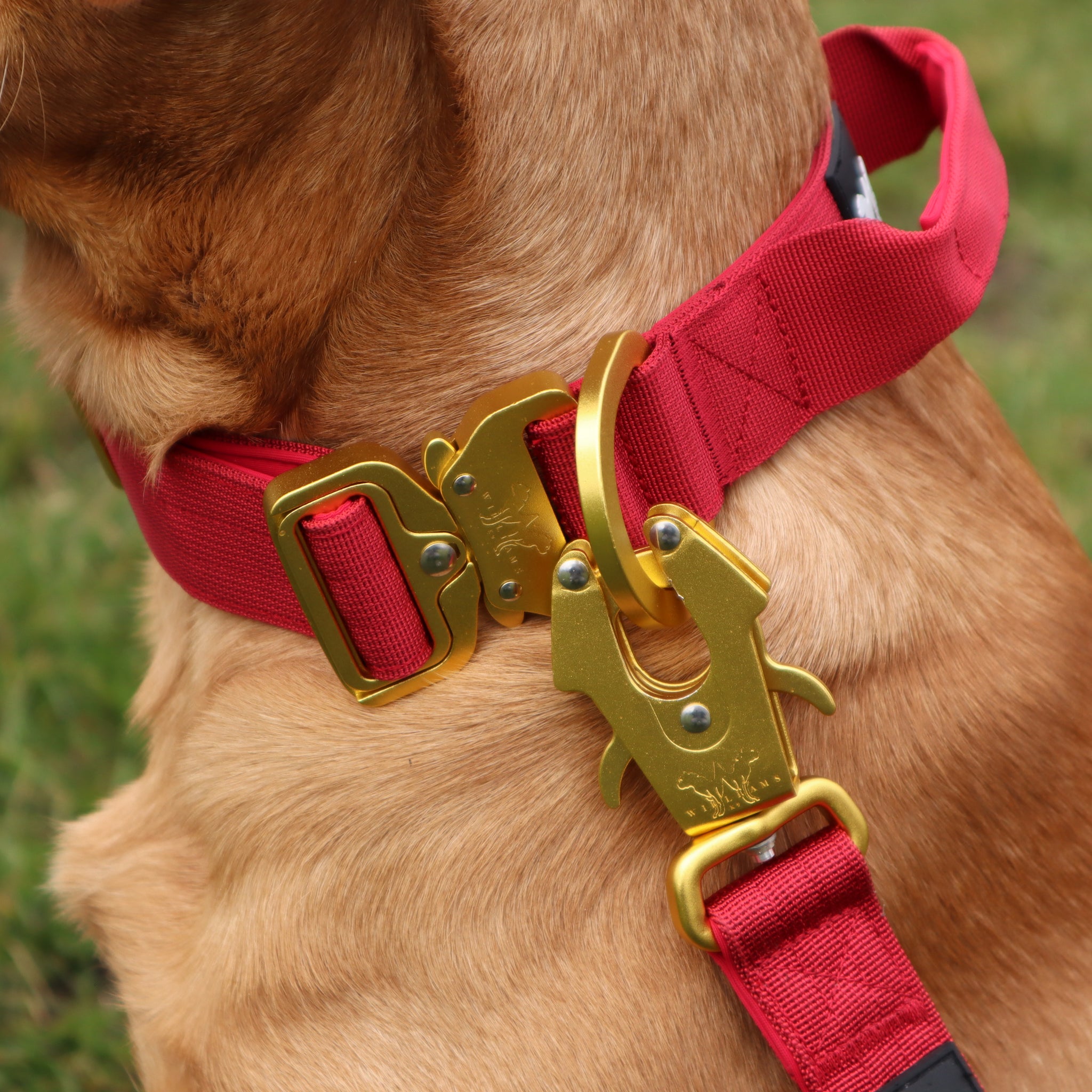 AeroForge 4CM Collar | Cherry Red