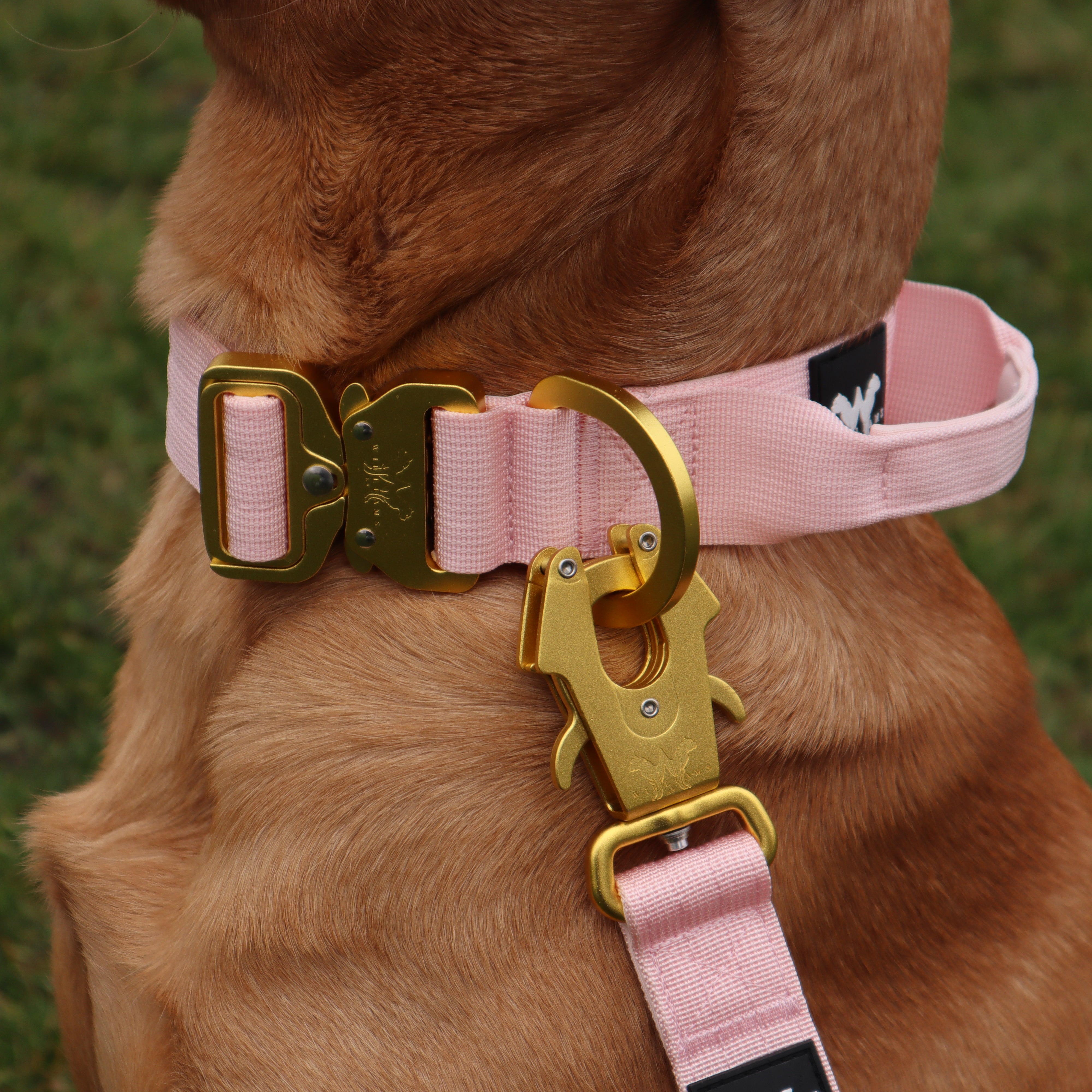 AeroForge 4CM Collar | Soft Pink